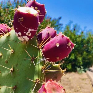 Opuntia sp - Prickly Pear 1gallon