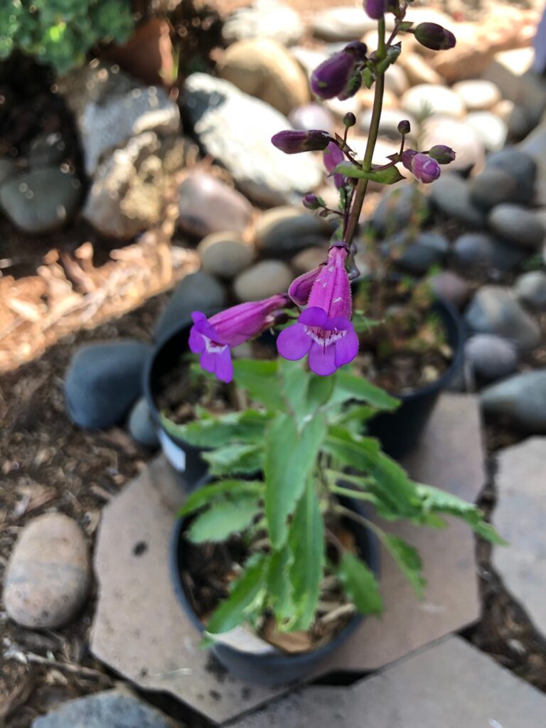 Penstemon spectabilis - Showy penstemon