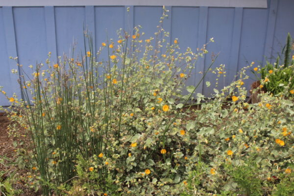 Abutilon Palmeri - Palmer's mallow - 1gallon - Image 2