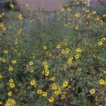 Encelia Californica - Bush Sunflower