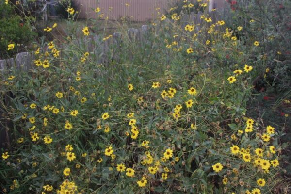 Encelia Californica - Bush Sunflower - 1gallon