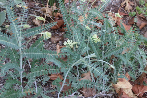 Astragalus Trichopodus - Coastal locoweed -1gallon - Image 3