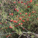 Mimulus aurantiacus - puniceus- Red Bush monkeyflower