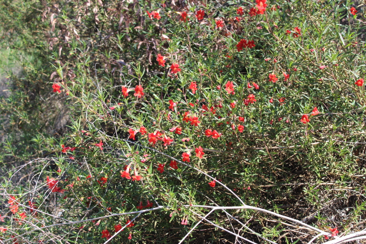 Mimulus aurantiacus - puniceus- Red Bush monkeyflower