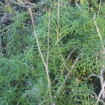 Leptosyne maritima - Sea Dahlia -1gallon - Image 3