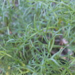 Leptosyne maritima - Sea Dahlia -1gallon - Image 2