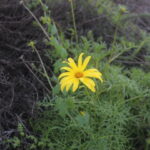 Leptosyne maritima - Sea Dahlia -1gallon