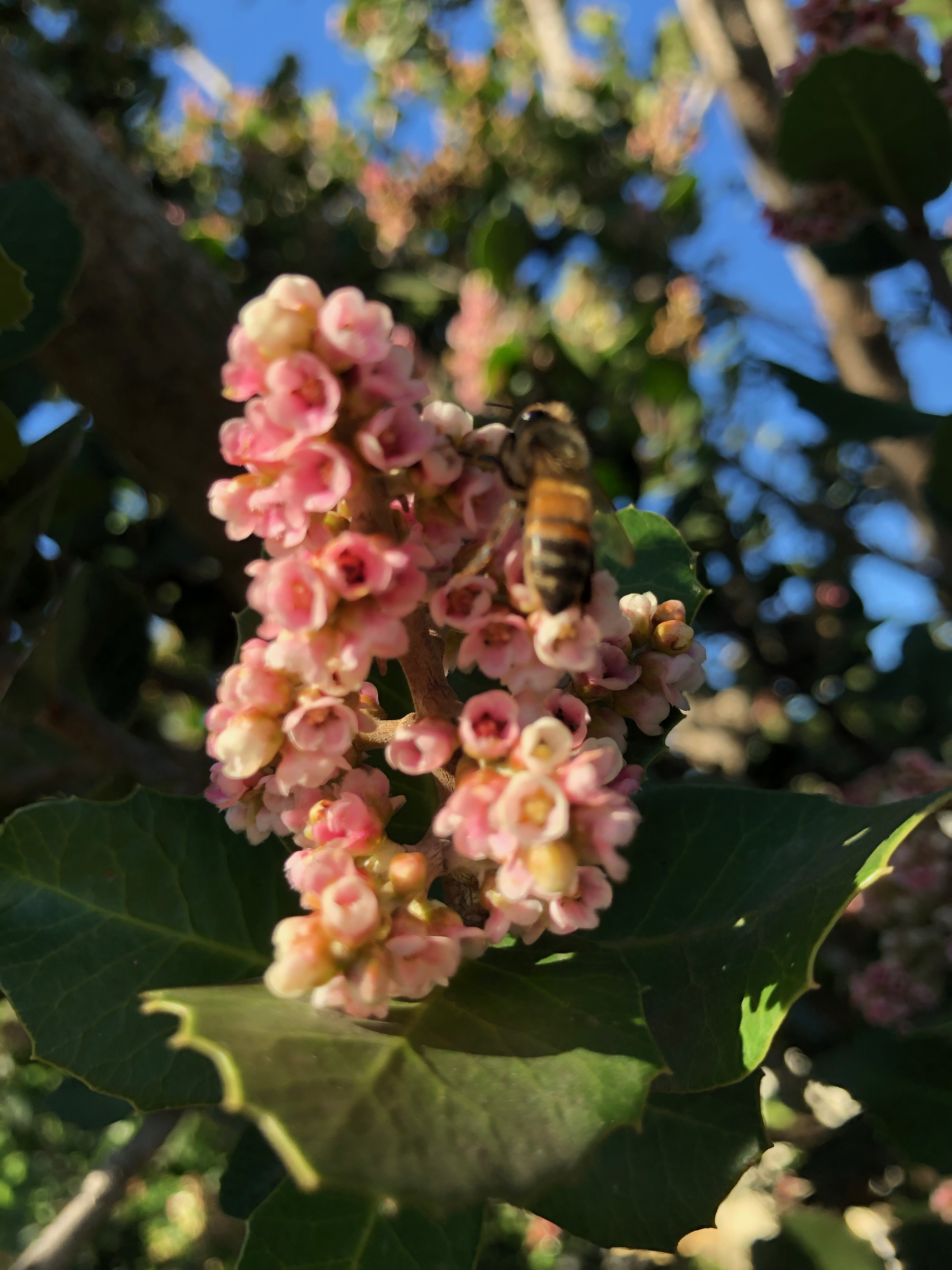 Rhus integrifolia - Lemonade berry