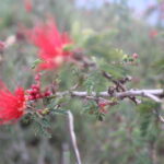 Calliandra californica - Baja fairy duster