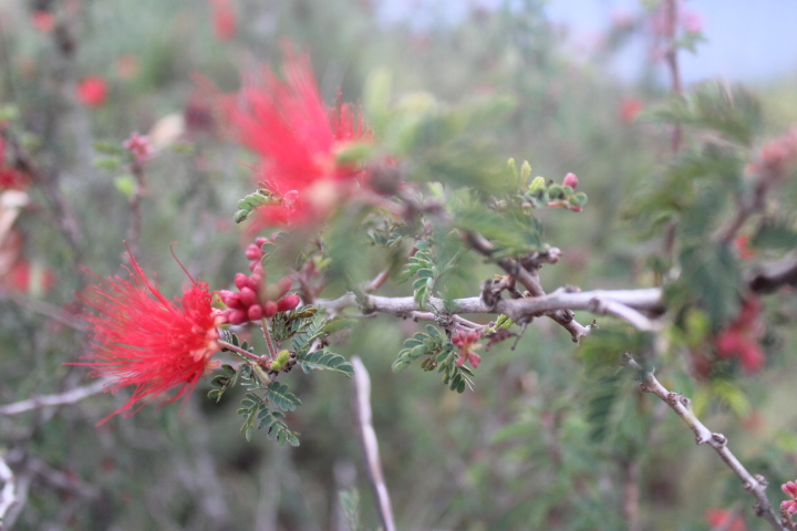 Calliandra californica - Baja fairy duster