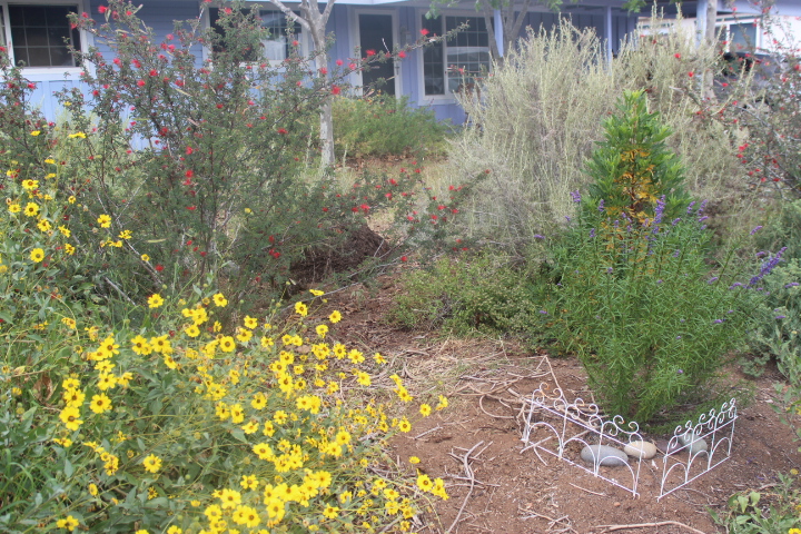 Encelia Californica - Bush Sunflower