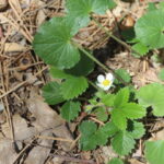 Fragaria Vesca - Woodland strawberry - 1gallon - Image 2
