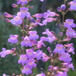 Penstemon spectabilis - Showy penstemon