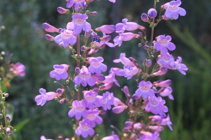 Penstemon spectabilis - Showy penstemon