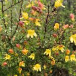 Keckiella antirrhinoides - Yellow Bush Penstemon