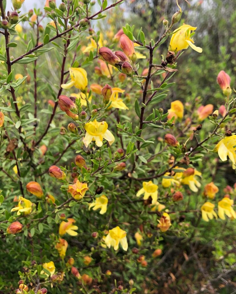 Keckiella antirrhinoides - Yellow Bush Penstemon