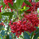 Heteromeles arbutifolia - Toyon