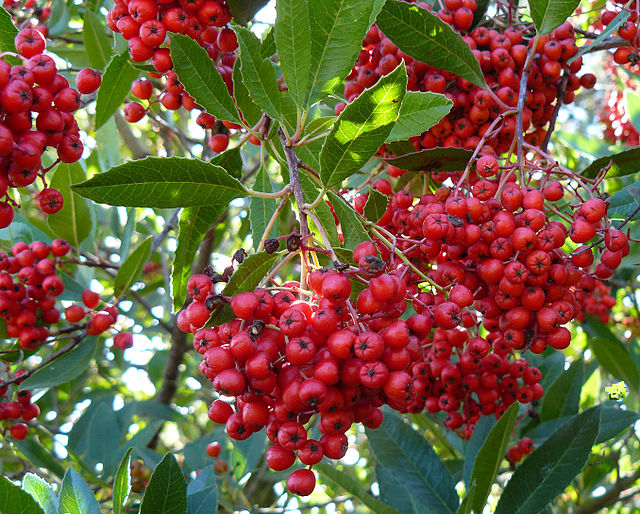 Heteromeles arbutifolia - Toyon