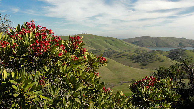 Heteromeles arbutifolia - Toyon