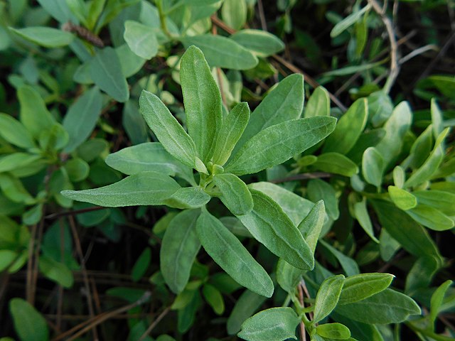 Iva Hayesiana - San Diego marsh elder