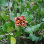 Rhus integrifolia - Lemonade berry