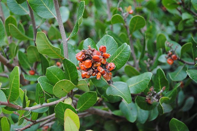 Rhus integrifolia - Lemonade berry