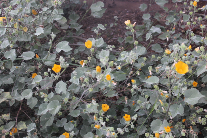 Abutilon Palmeri - Palmer's mallow