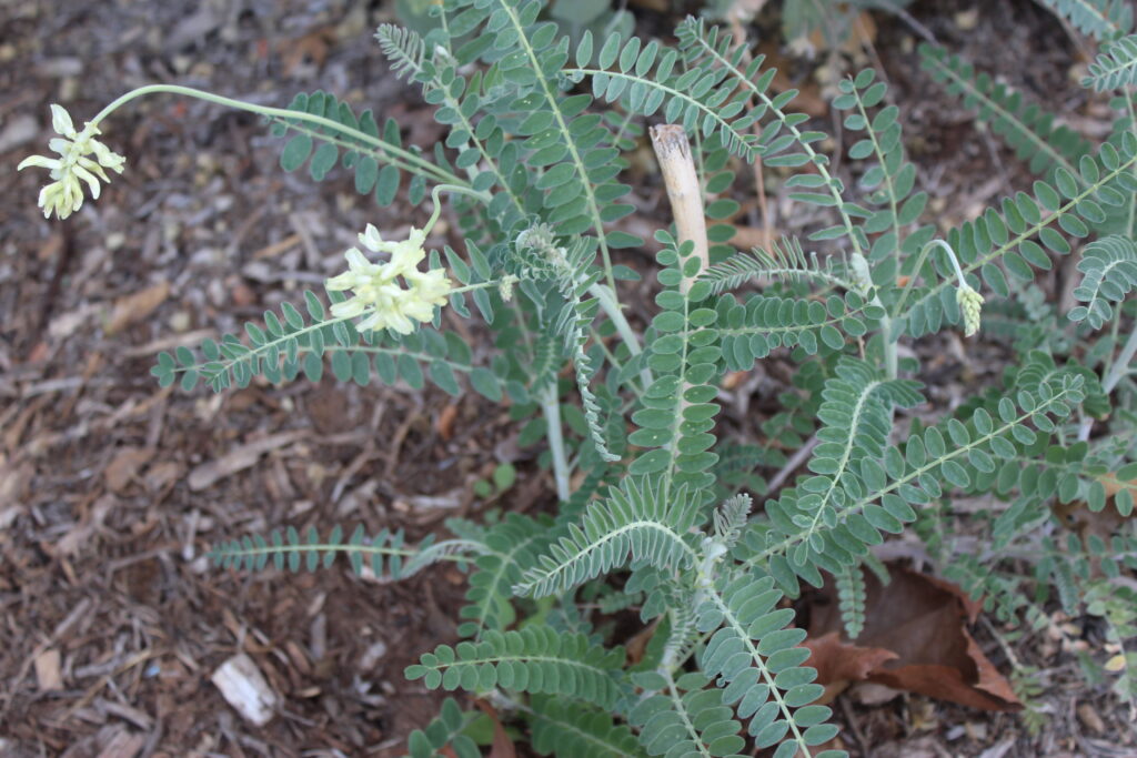 Astragalus Trichopodus - Coastal locoweed