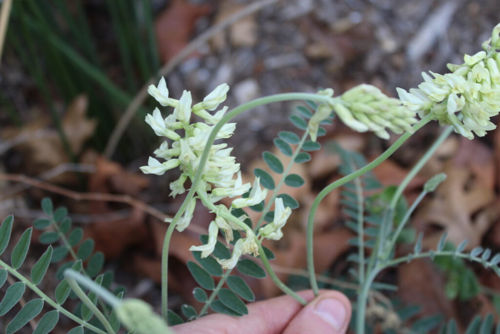 Astragalus Trichopodus - Coastal locoweed