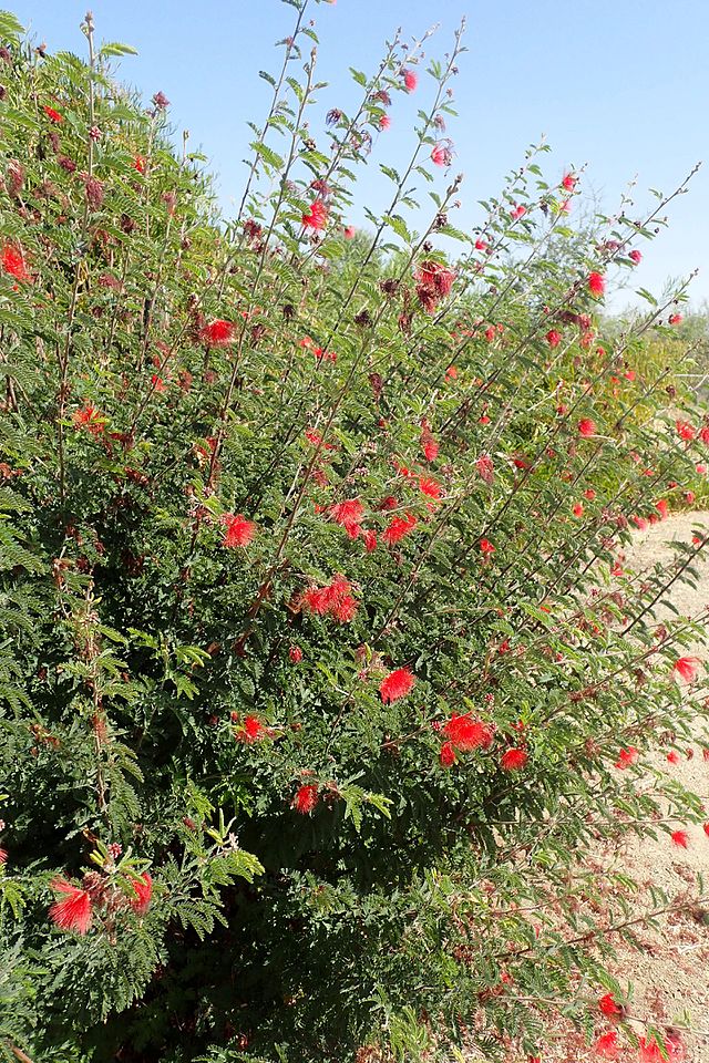 Calliandra californica - Baja fairy duster