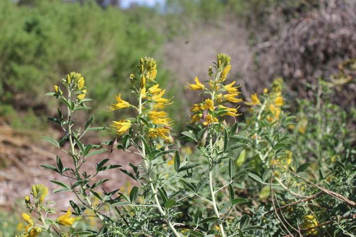 Peritomea arborea -Bladderpod