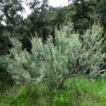 Artemesia californica - California sagebrush