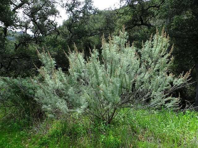 Artemesia californica - California sagebrush