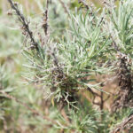 Artemesia californica - California sagebrush 1gallon - Image 3