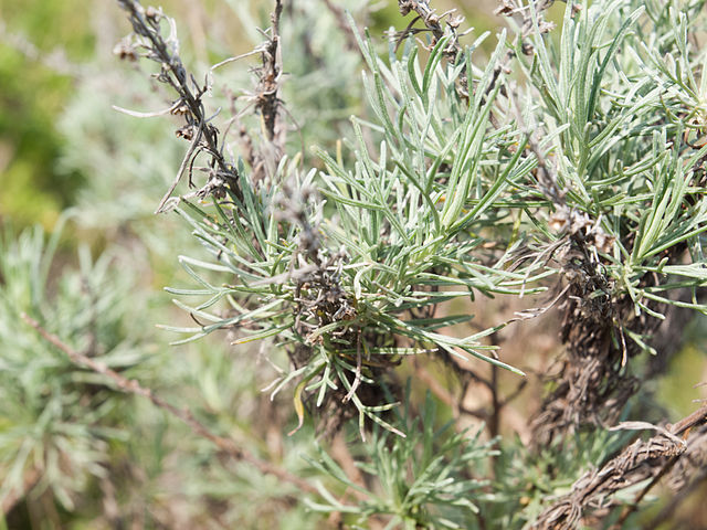 Artemesia californica - California sagebrush