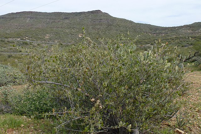 Simmondsia chinensis - Jojoba