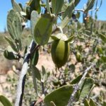 Simmondsia chinensis - Jojoba