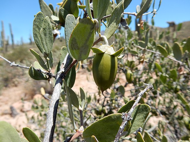 Simmondsia chinensis - Jojoba