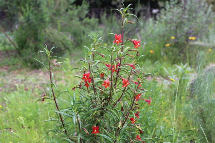 Mimulus aurantiacus - puniceus- Red Bush monkeyflower