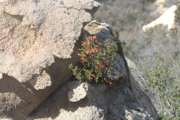 Mimulus aurantiacus - puniceus- Red Bush monkeyflower