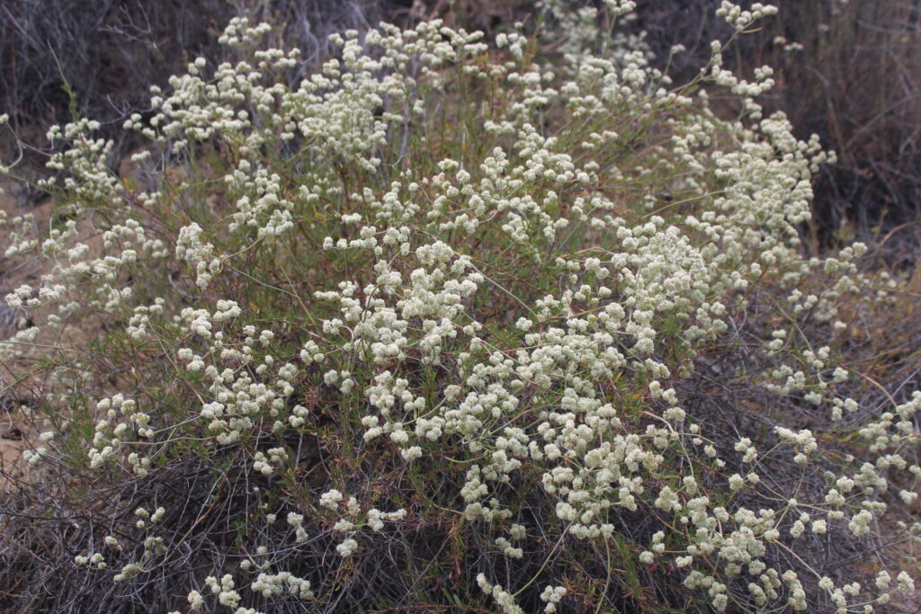 Eriogonum fasciculatum - California Buckwheat