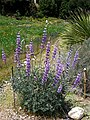 Lupinus Longifolius - Longleaf Bush Lupine