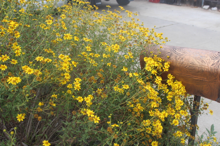 Viguiera laciniata - San Diego Bush sunflower