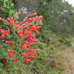 Keckiella cordifolia - Climbing penstemon