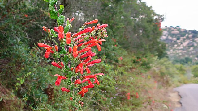 Keckiella cordifolia - Climbing penstemon