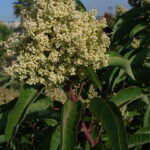 Malosma laurina - laurel Sumac