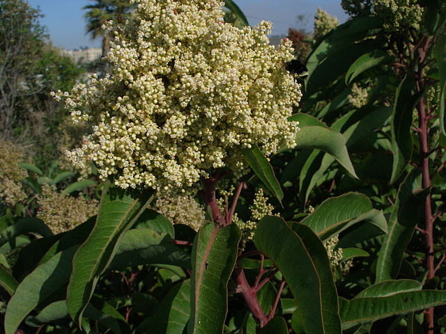 Malosma laurina - laurel Sumac