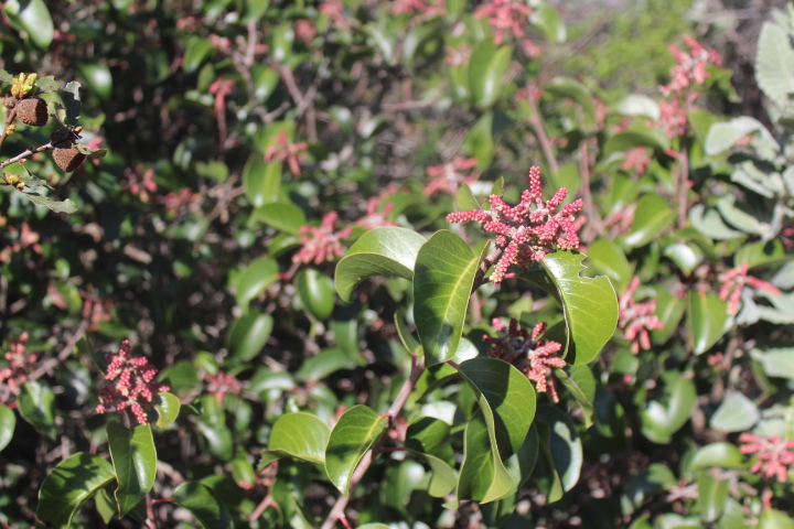 Rhus ovata - Sugar bush