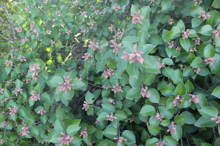 Rhus ovata - Sugar bush