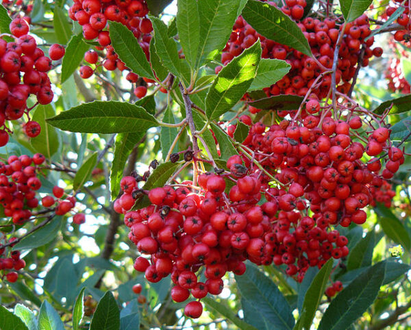 Heteromeles arbutifolia - Toyon - 1gallon